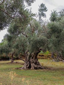 ancient olive tree