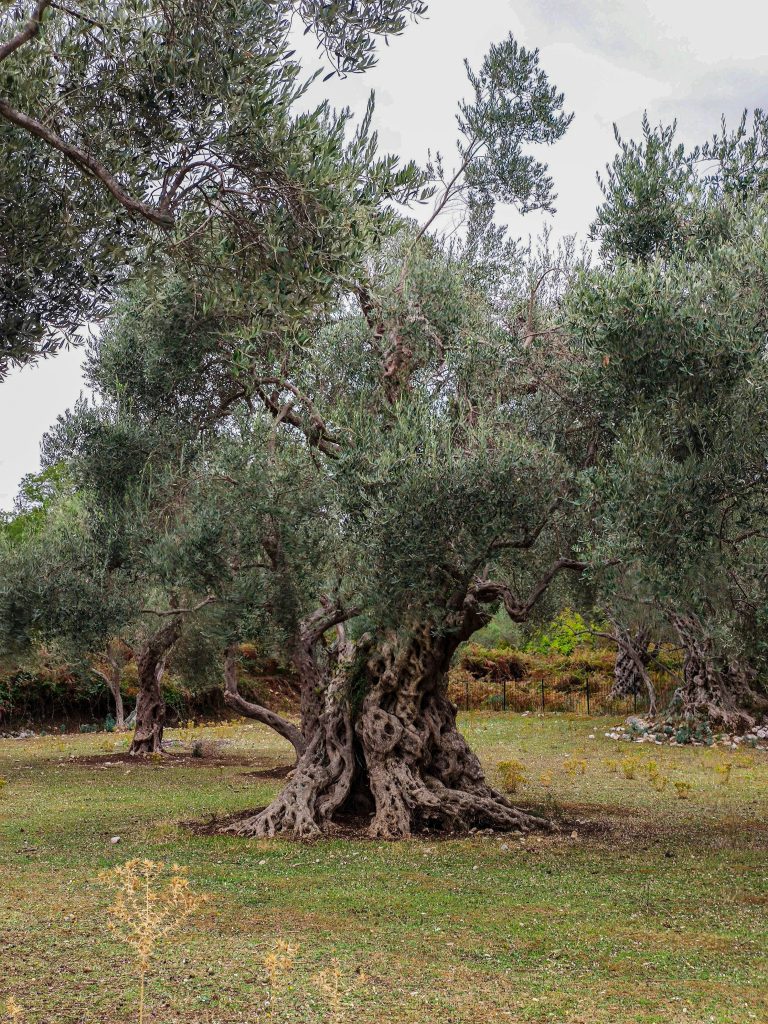 olive tree image